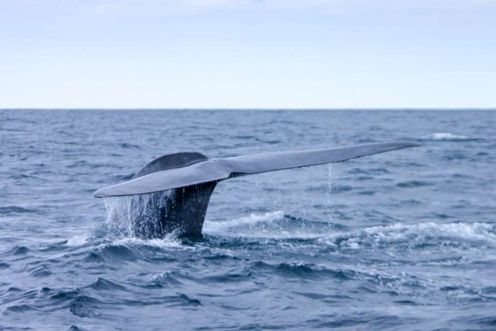Whale Watching, Azores