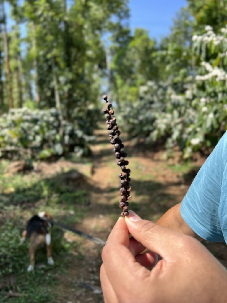 Peppercorn in the plantation. Coffee flowers bloomed. 