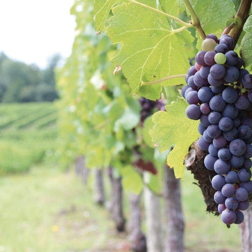 Rows of grapevines with clusters of purple grapes and green leaves in a vineyard.