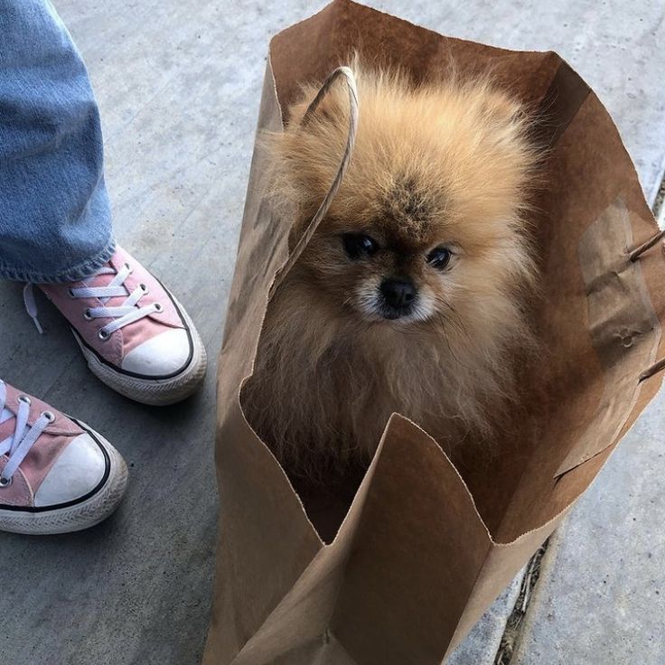 5 Tips for New Pet&nbsp;Owners