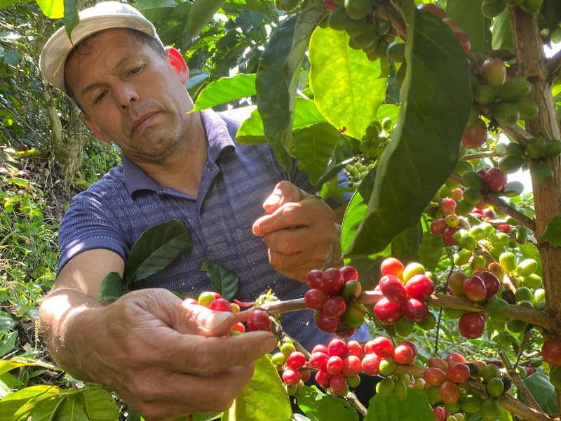 Los Pirineos Farm: Orange Pacamara Natural