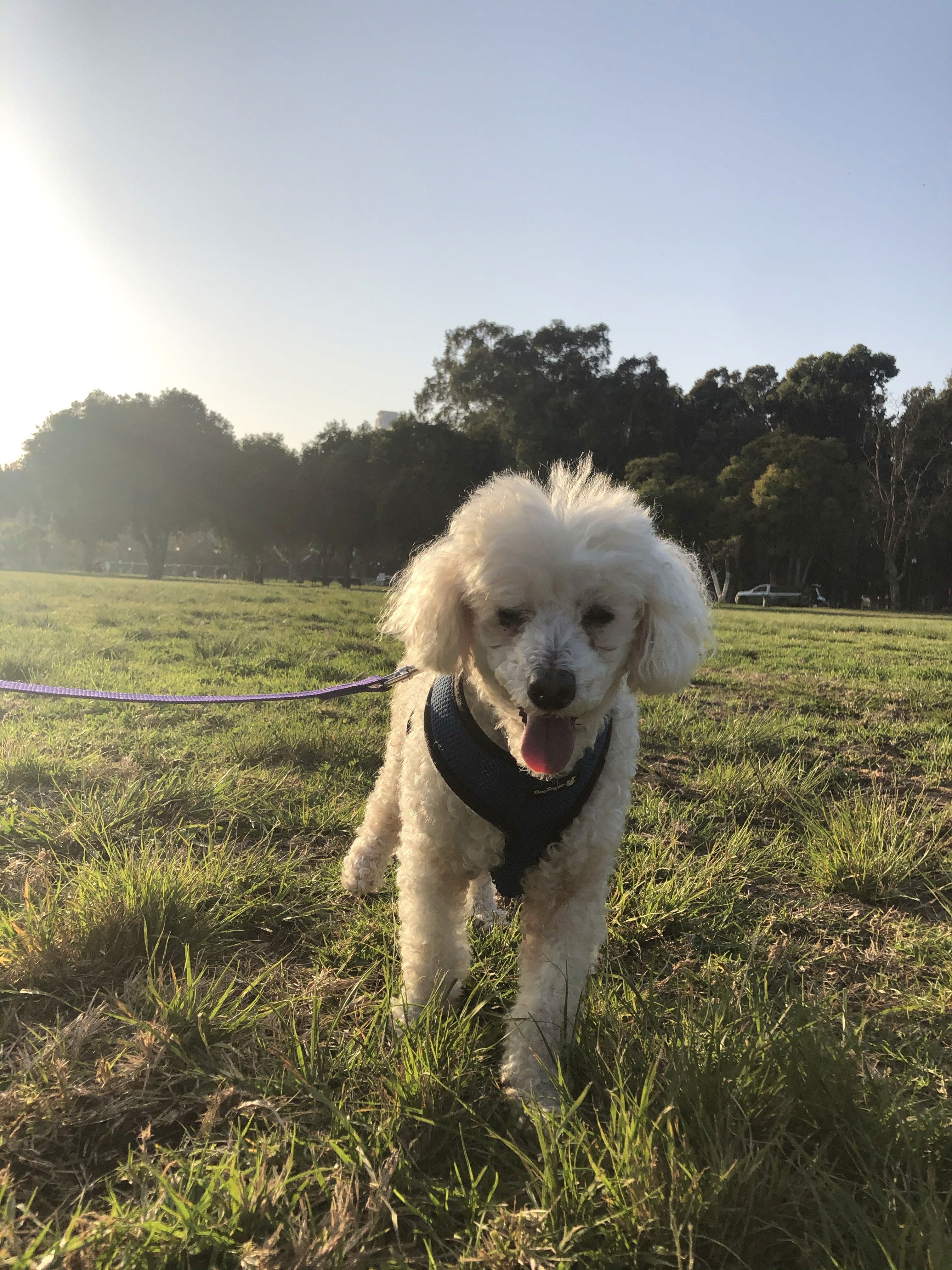 Magnetic repel image