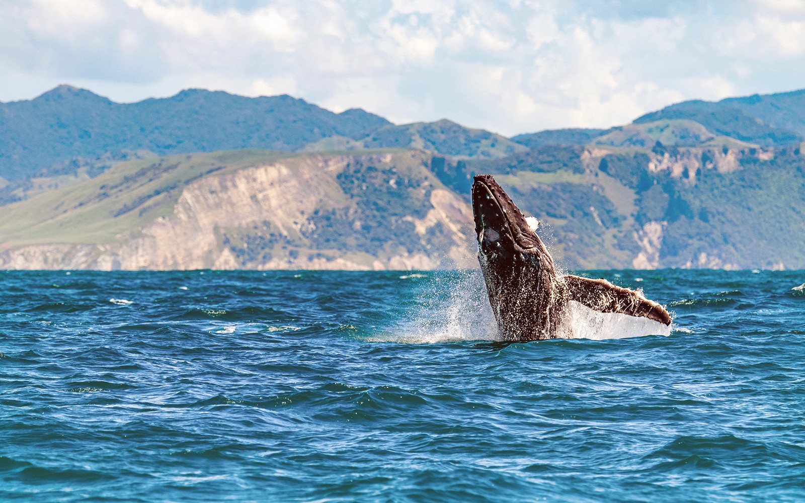 Wal, der in den Gewässern von Kaikoura mit Bergen im Hintergrund auftaucht, Neuseeland.