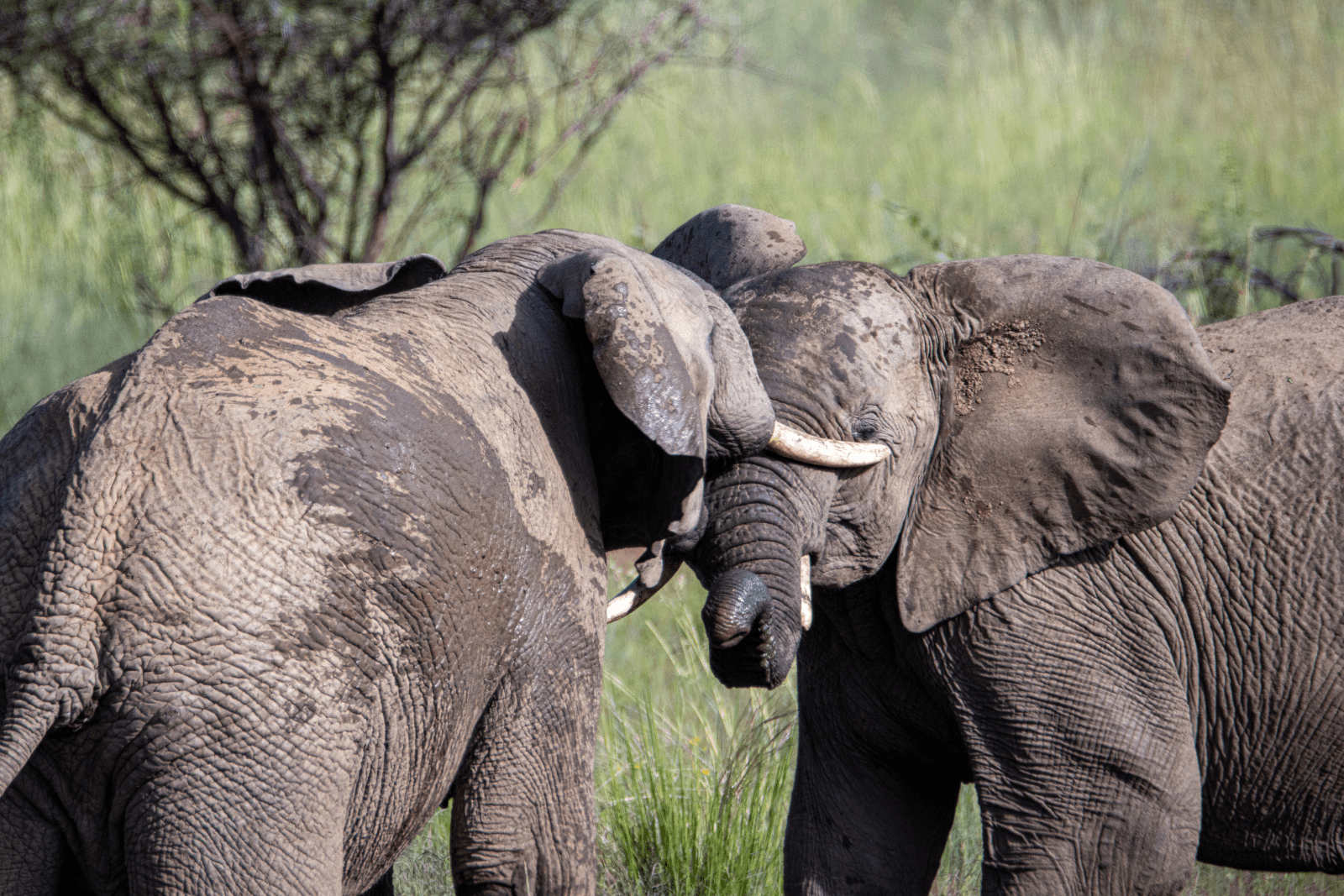 Deux éléphants se faisant face, leurs têtes et trompes se touchant dans un paysage de savane.