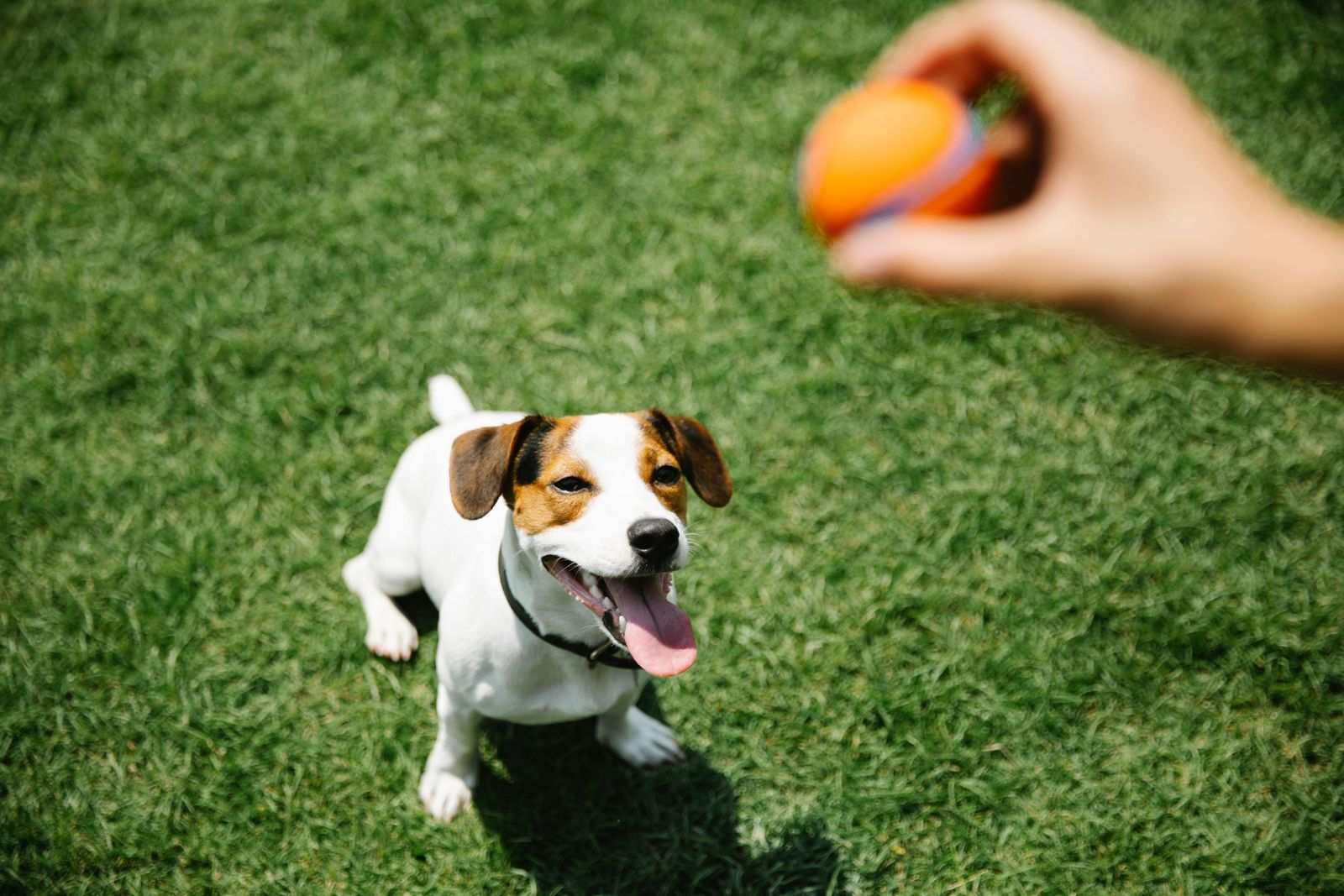 A dog is looking at an orange ball held by a person.
