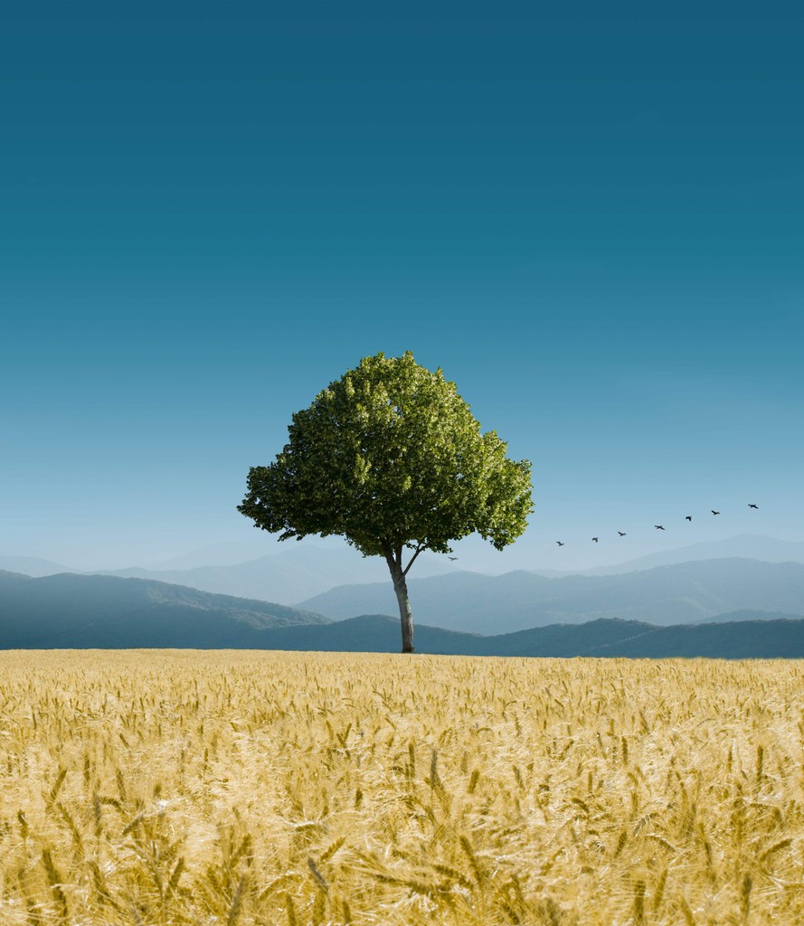 A lone green tree standing in a yellow field with birds flying in the background on a clear day