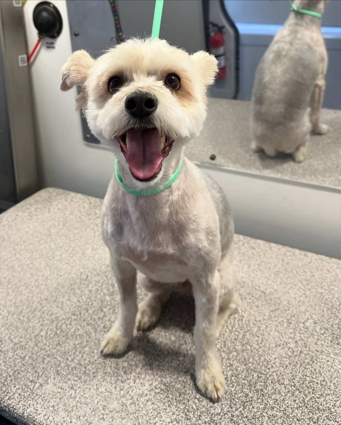 Freshly groomed white dog wearing green collar in Baltimore, Maryland grooming facility