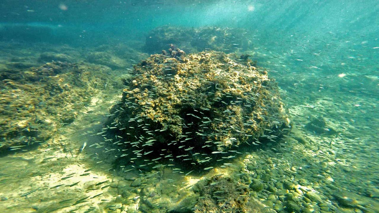 Snorkeling in Lebanon Lazy B