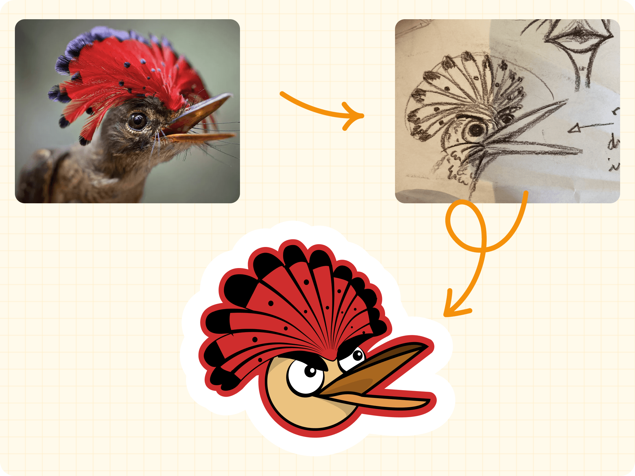 Draw Carte ornithologie