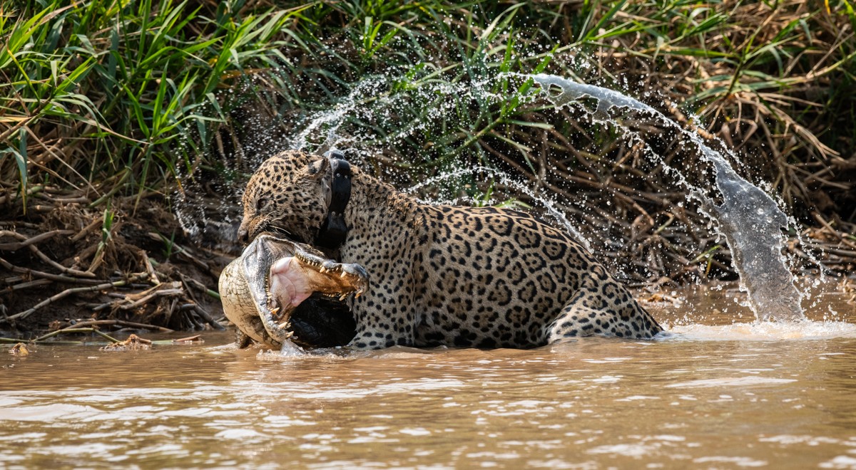 Brazil Safari - Guest Blog - Lynne Hopkins