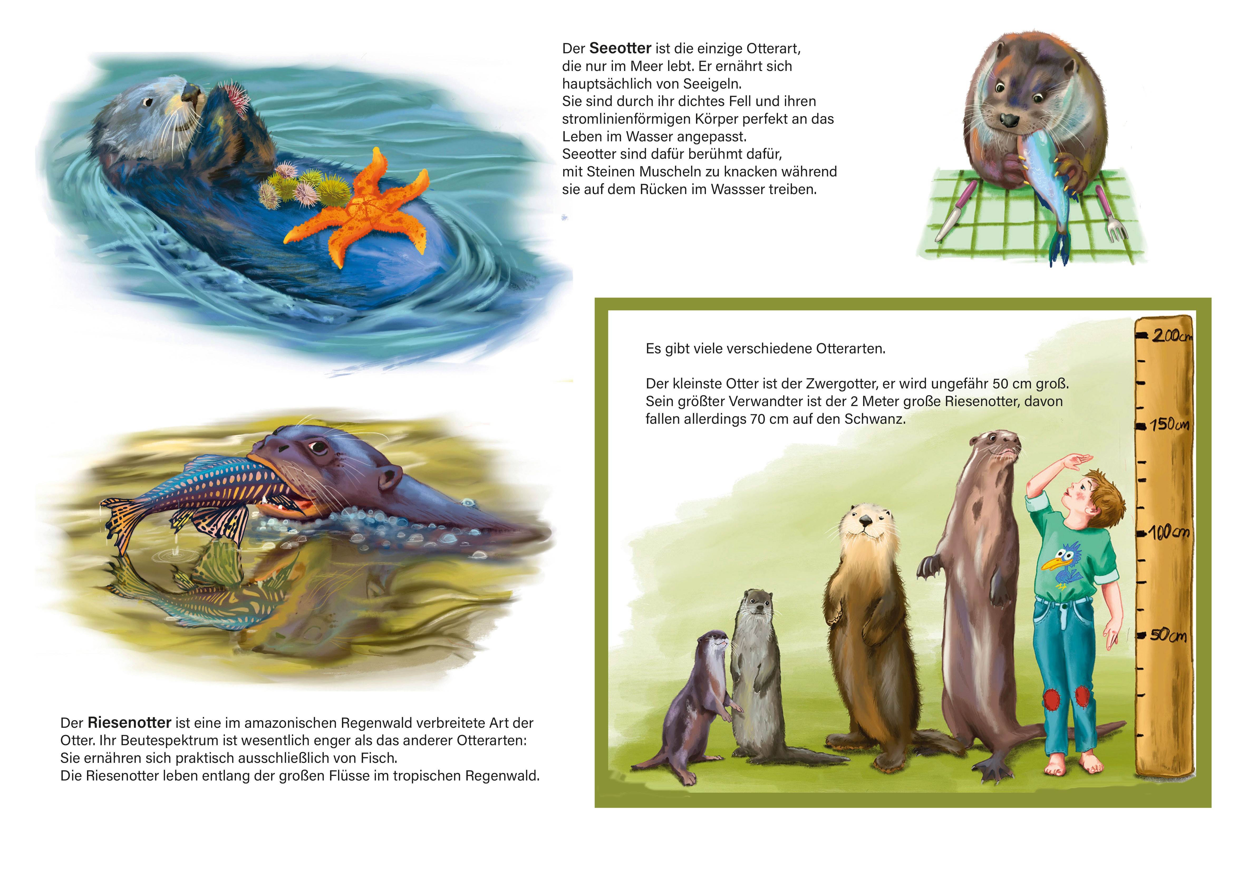 Ein Seeotter schwimmt auf dem Rücken und hat einen Seestern auf dem Bauch, Ein Riesenotter frisst Fisch, ein Größenvergleich aller Otterarten mit einem Kind