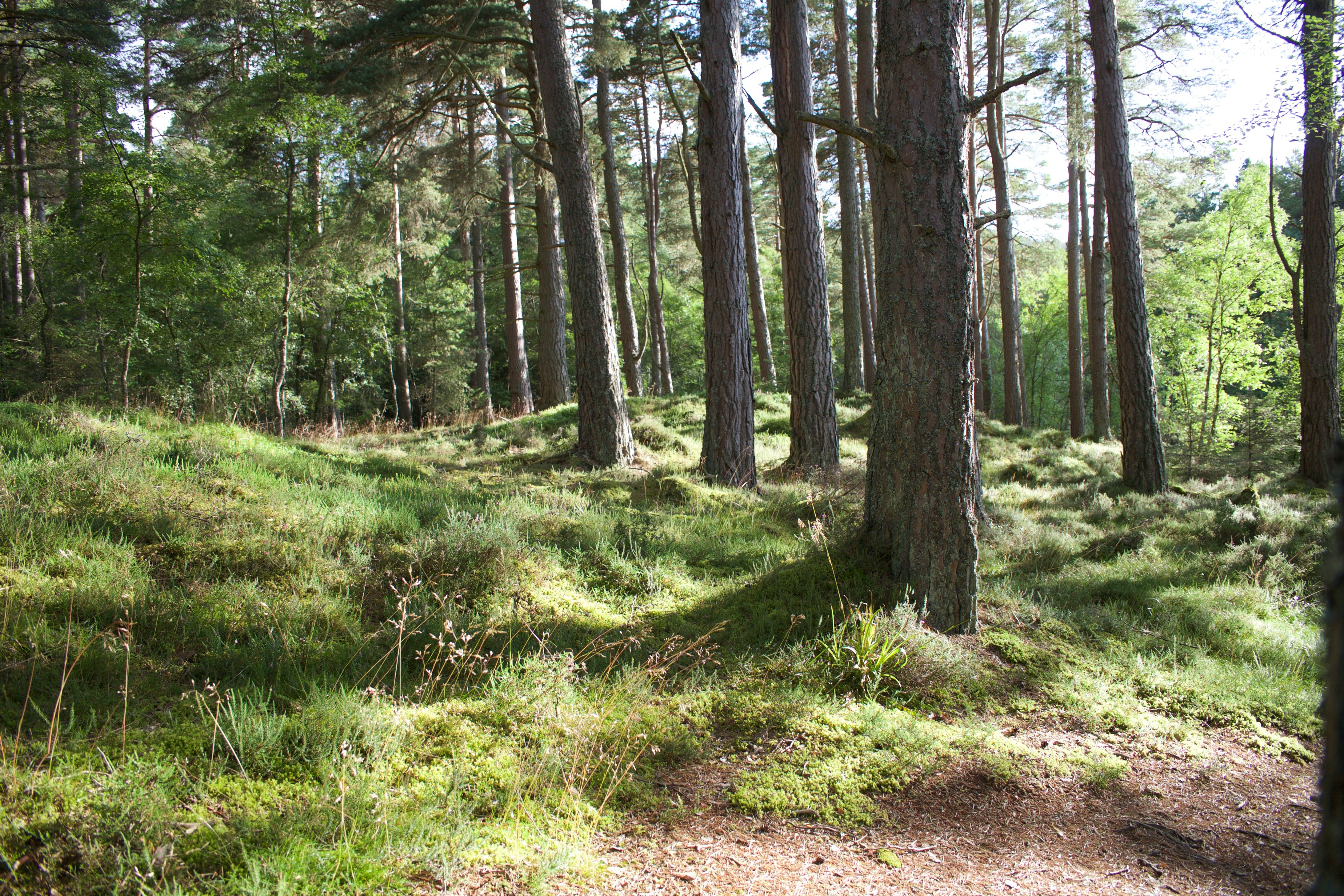 photography of forest at daytime