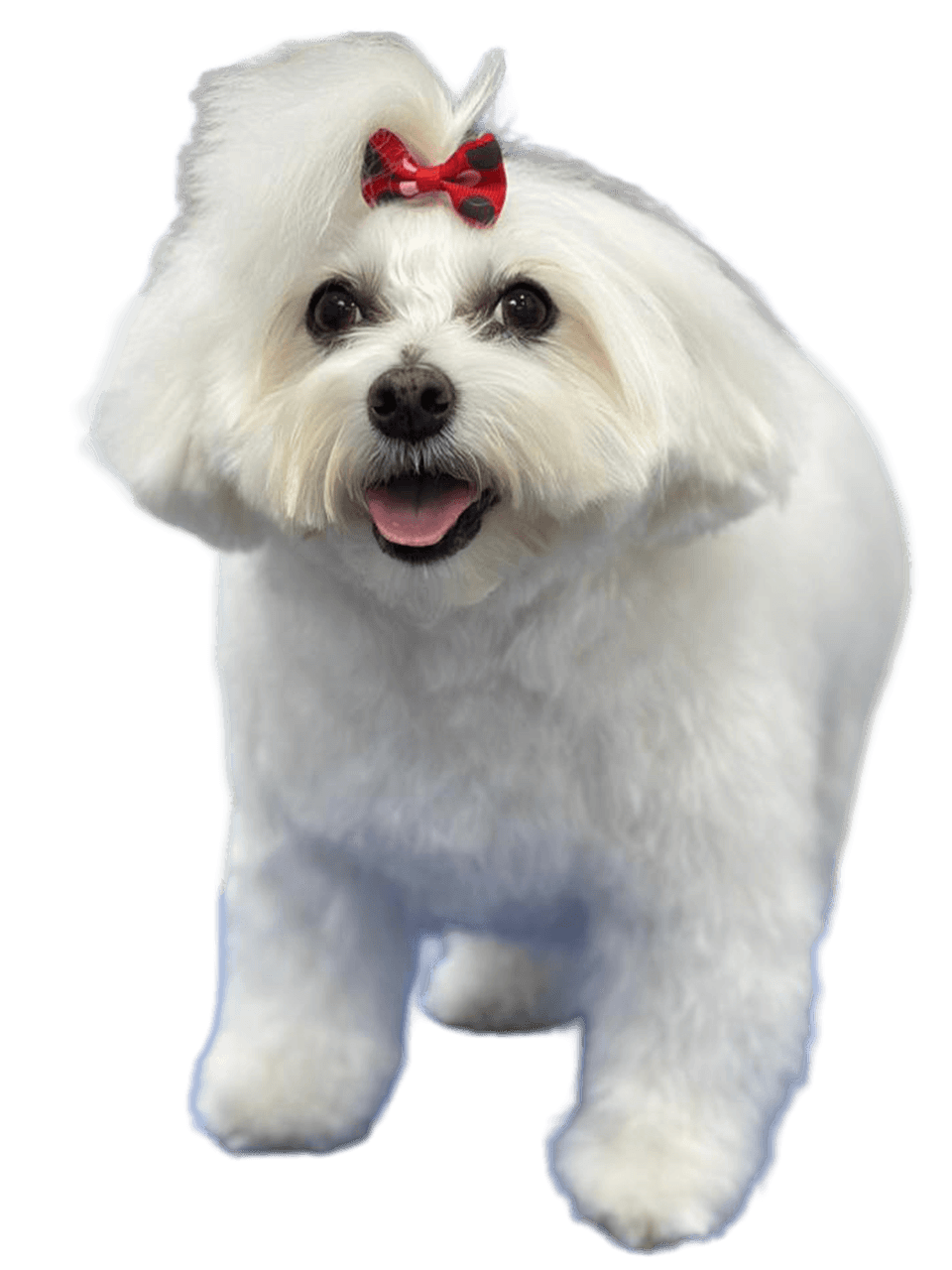 Medicated Shampoo Animation Image 