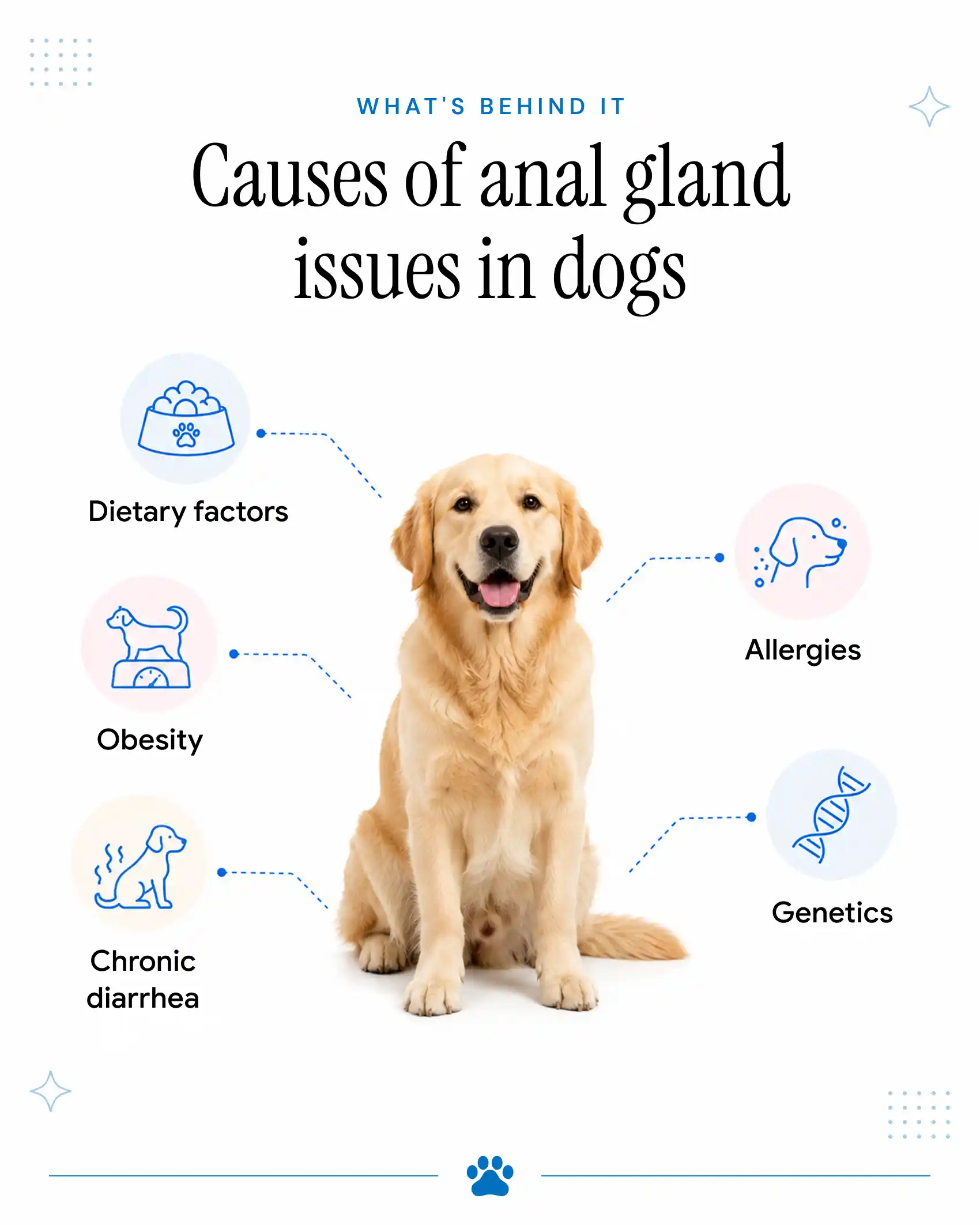 An infographic that highlights the causes of anal gland issues in dogs