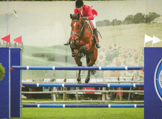 Holsteiner Stamm 242