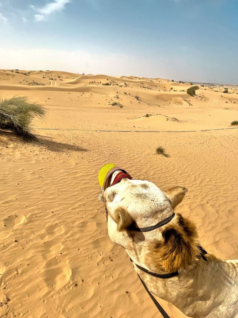 camel looking into the desert, dubai