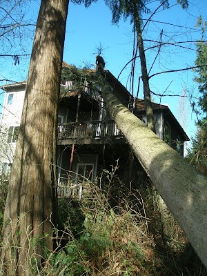 Fallen Tree