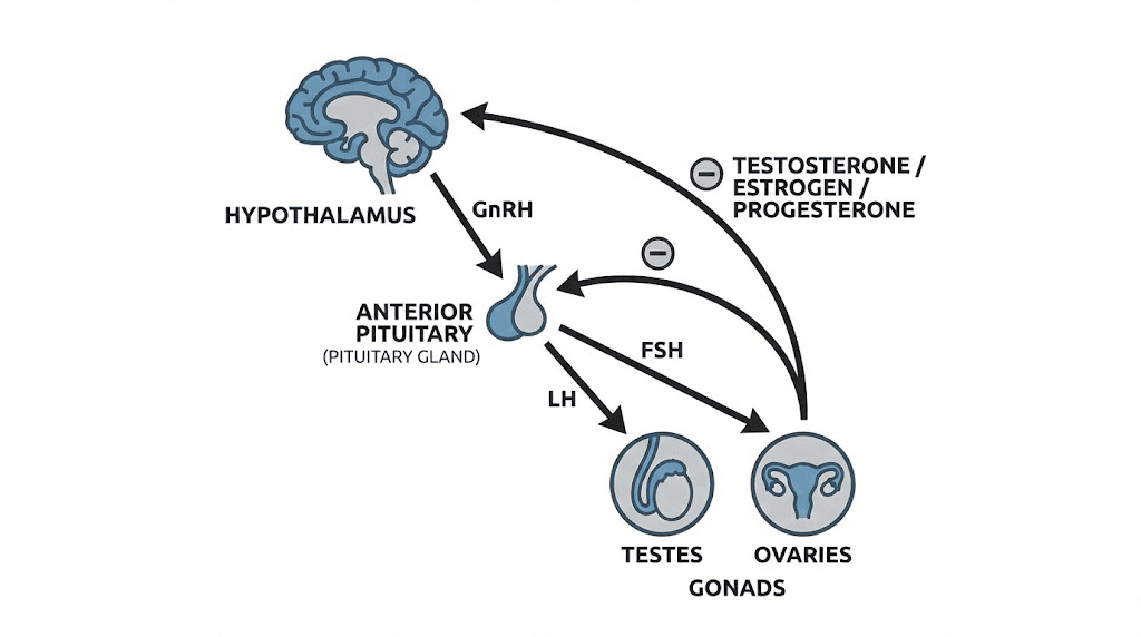 HPG axis diagram showing testosterone production pathway
