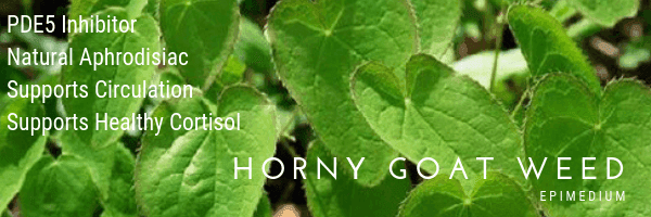 a close up of a leaf