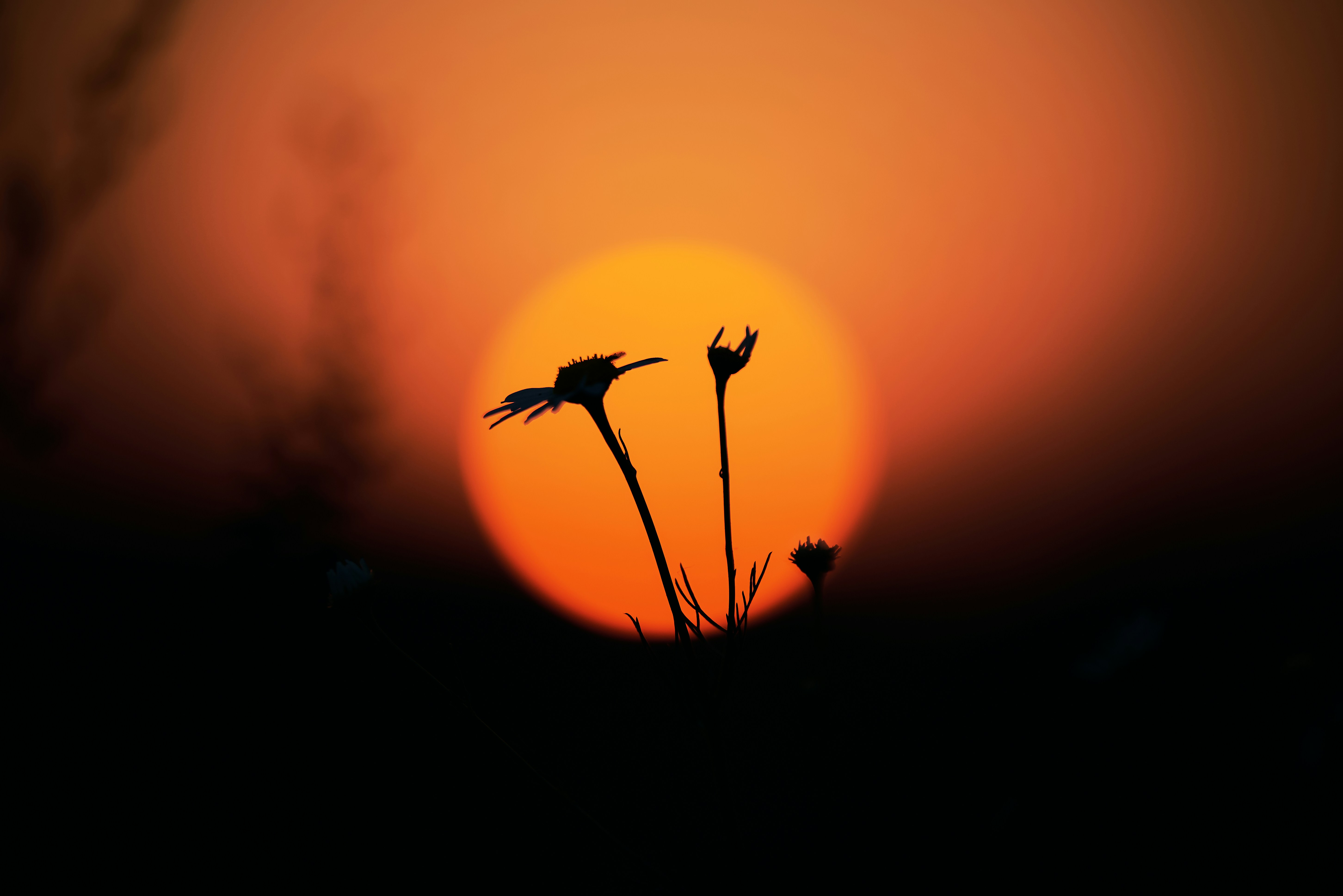 Silhouetted plants against a vibrant sunset