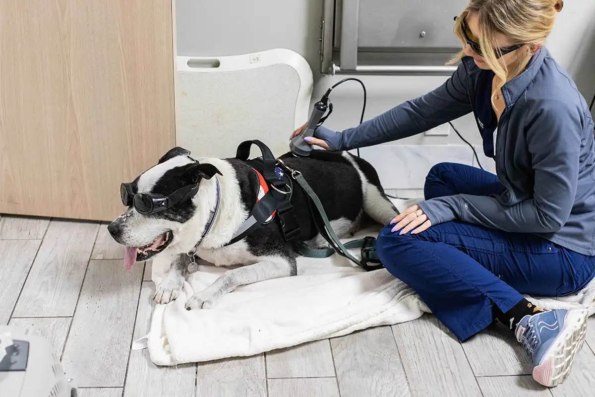 Vet tech performing laser therapy on a happy older dog