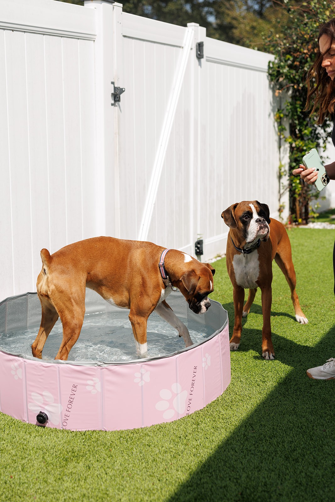Two dogs playing in a kiddie pool.