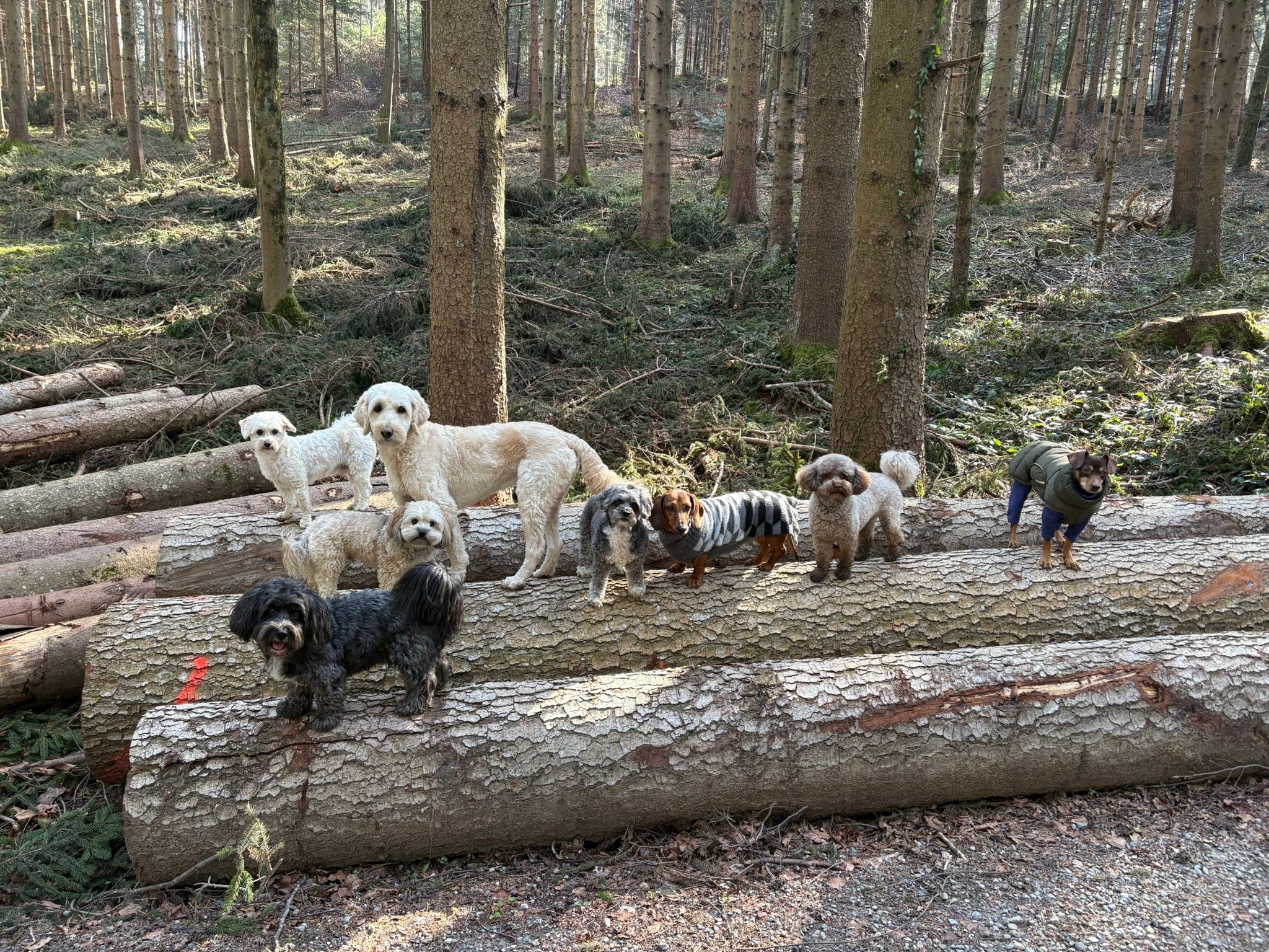 dogs in the mounatins