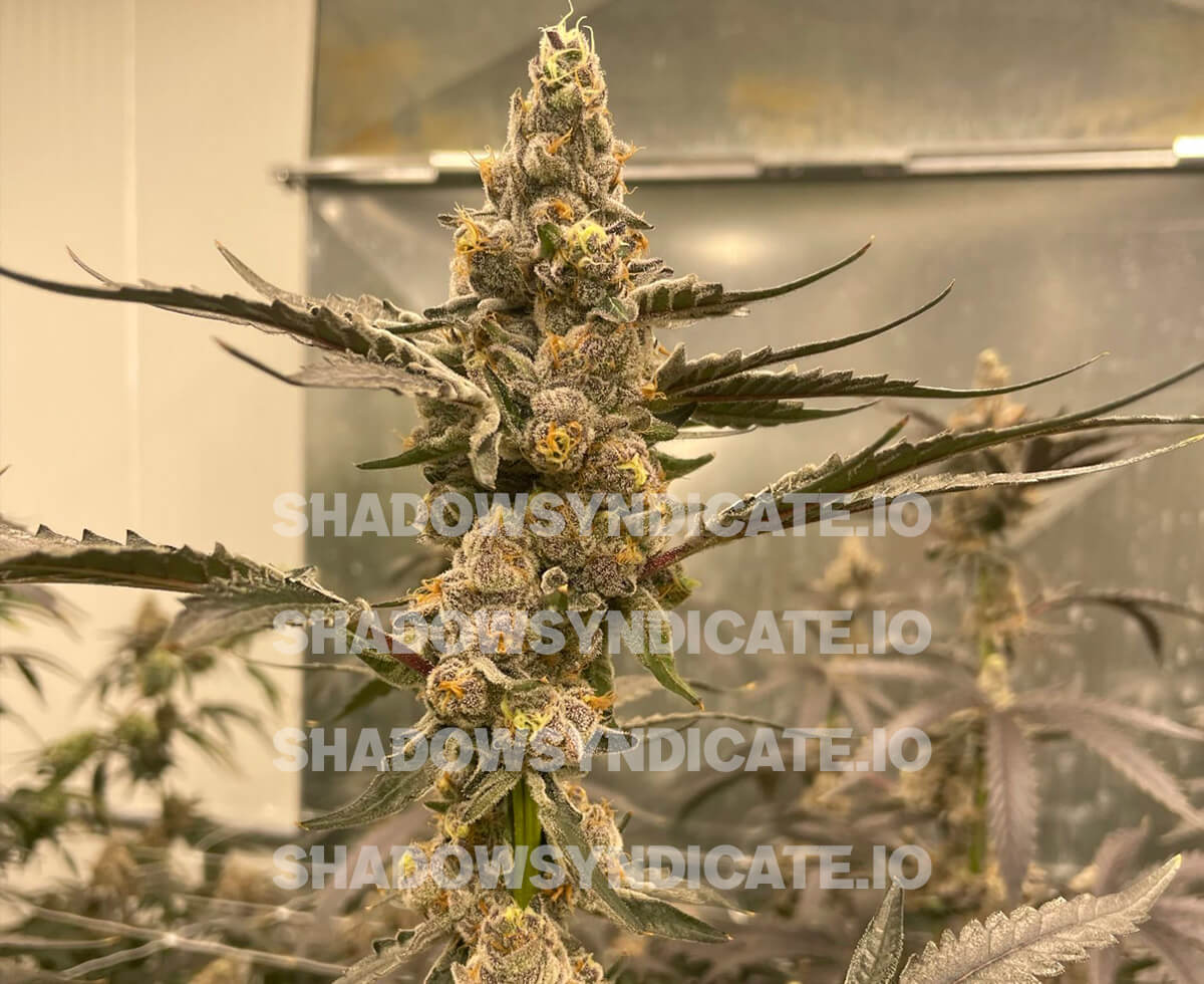 Shadow Syndicate by Cult Classics Seeds