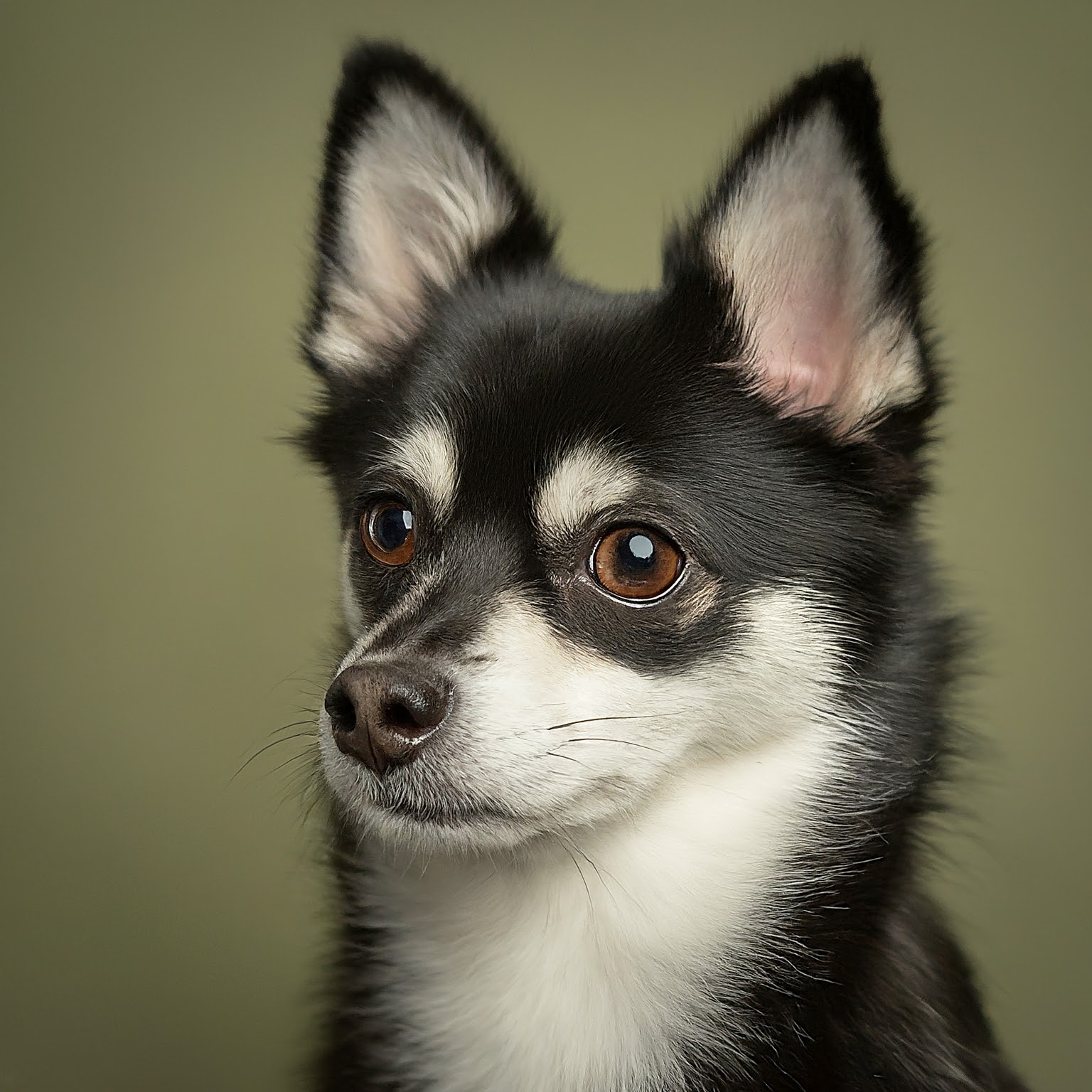 BUDDYUNO, Alaskan Klee Kai