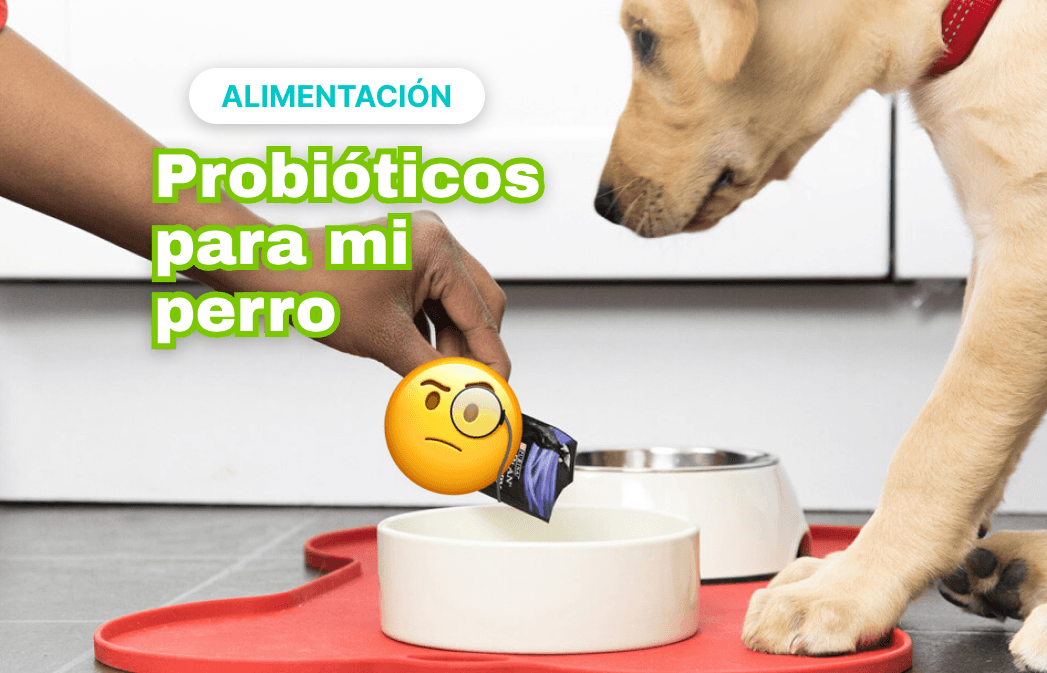 son buenos perros