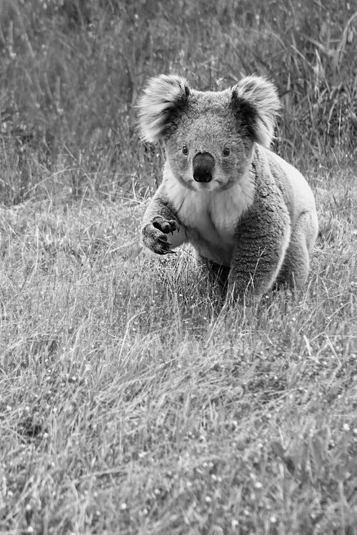 Private aircraft hire South Australia - Kangaroo Island wildlife encounters