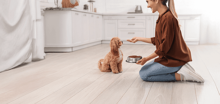 little dog having food