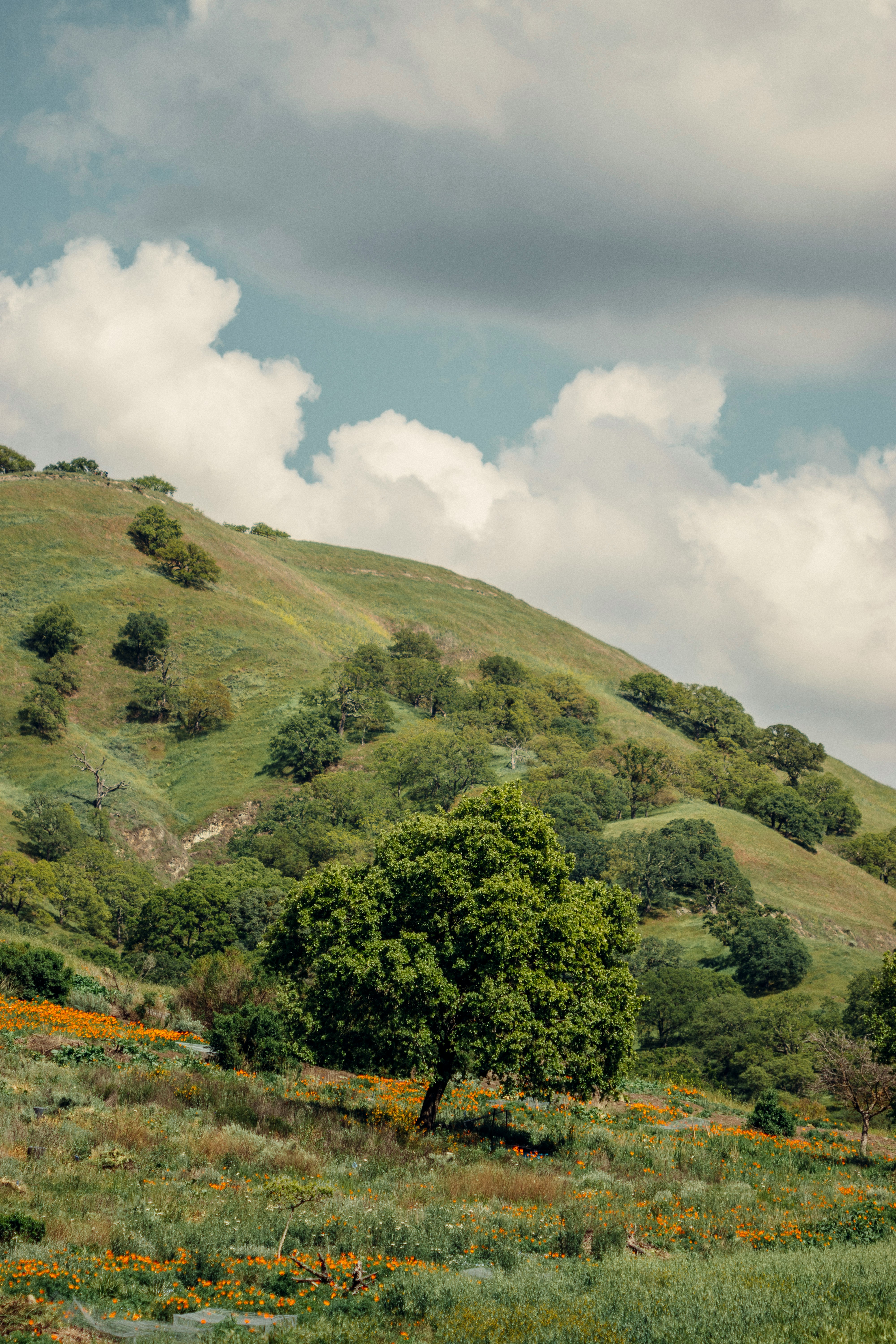 green trees on green grass field under white clouds and blue sky during daytime