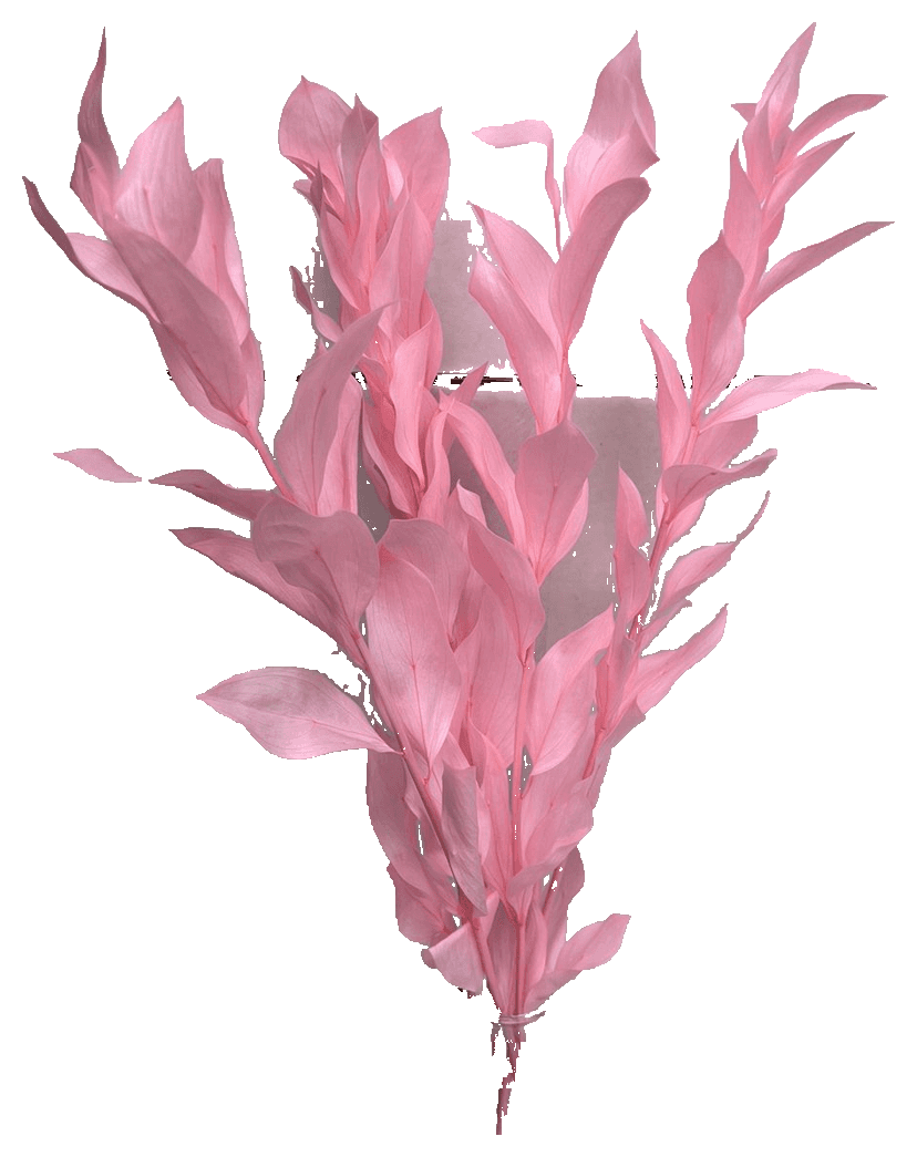 Baby Pink preserved Ruscus foliage.
