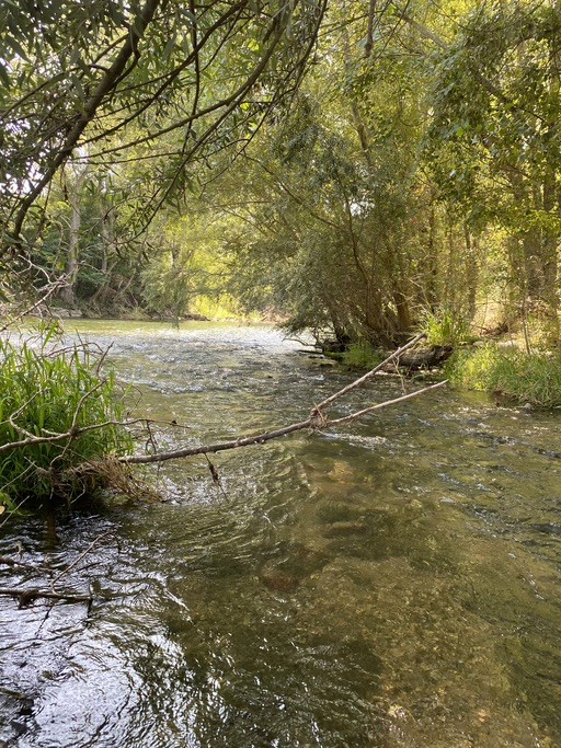 Big trout fly fishing Spain