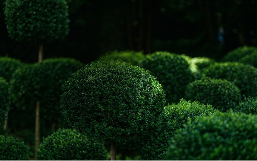 Piękny zielony ogród z przystrzyżonymi tujami