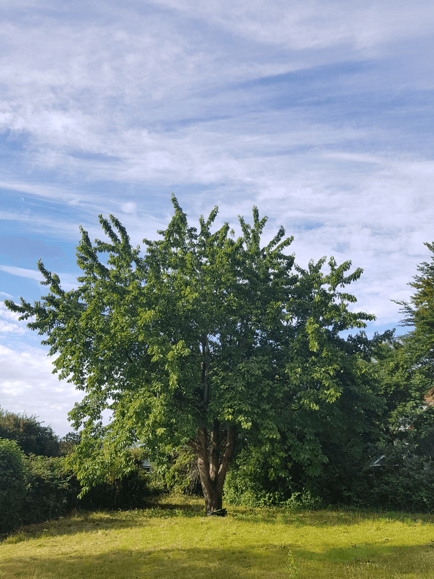 Close-up of a sleek dark green SUV with modern design elements, illuminated against a dark green background.
