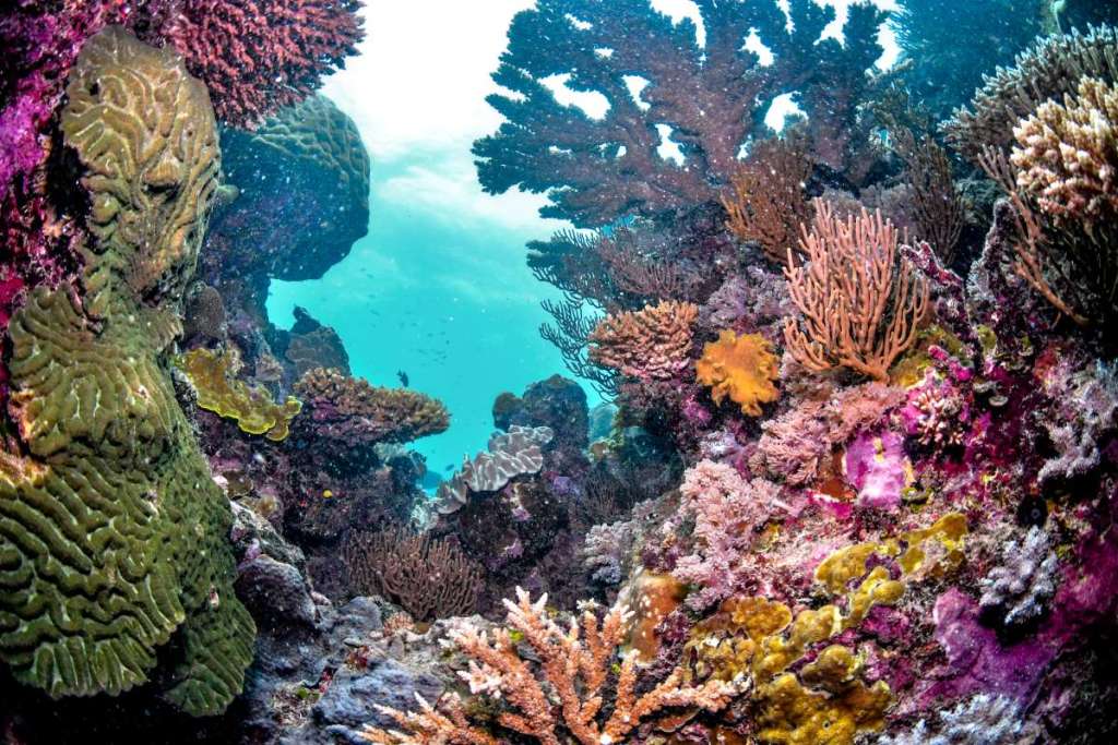 colourful coral reef, great barrier reef