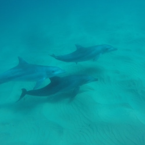 Three dolphins swimming underwater over a sandy seabed.