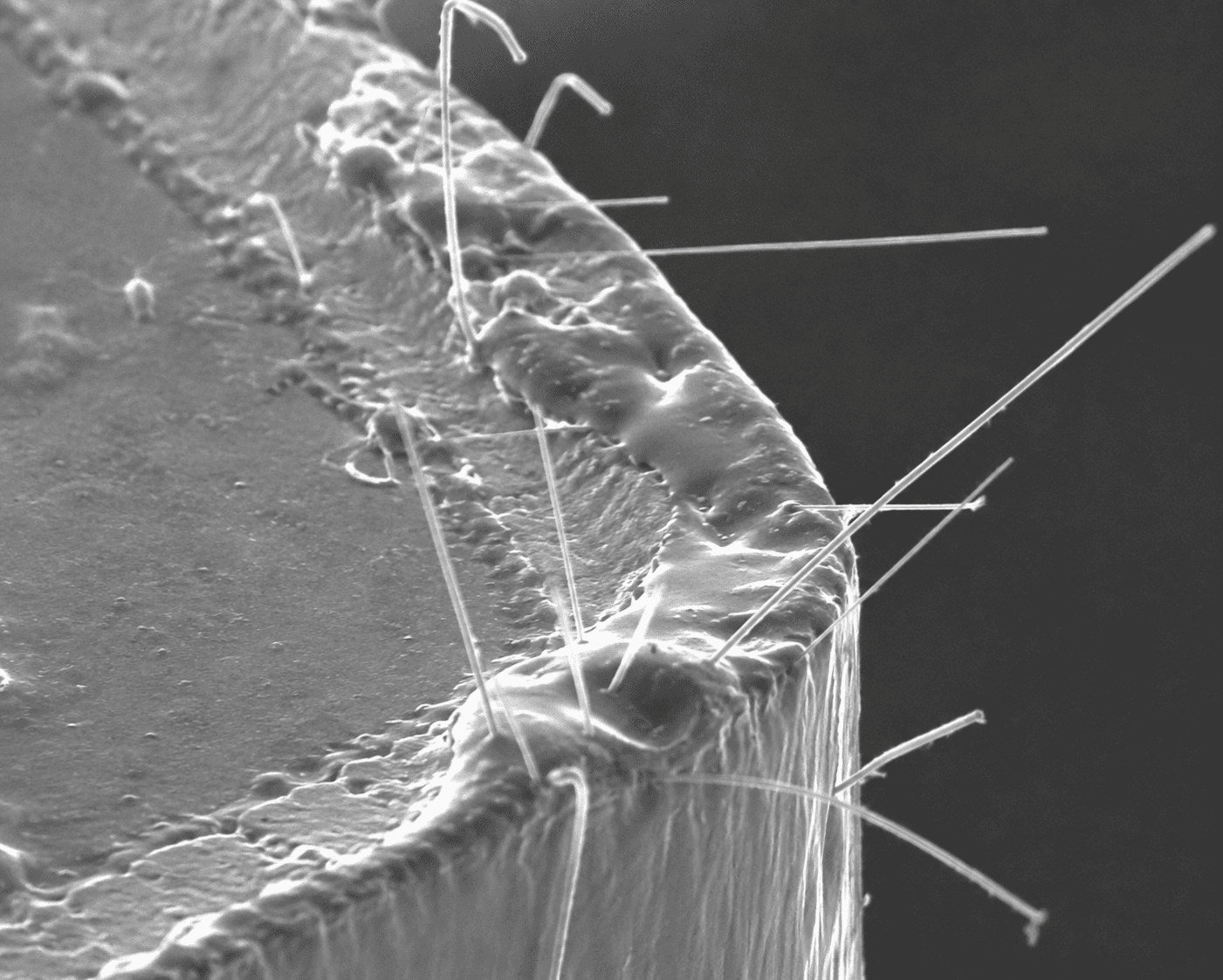 Tin filtaments