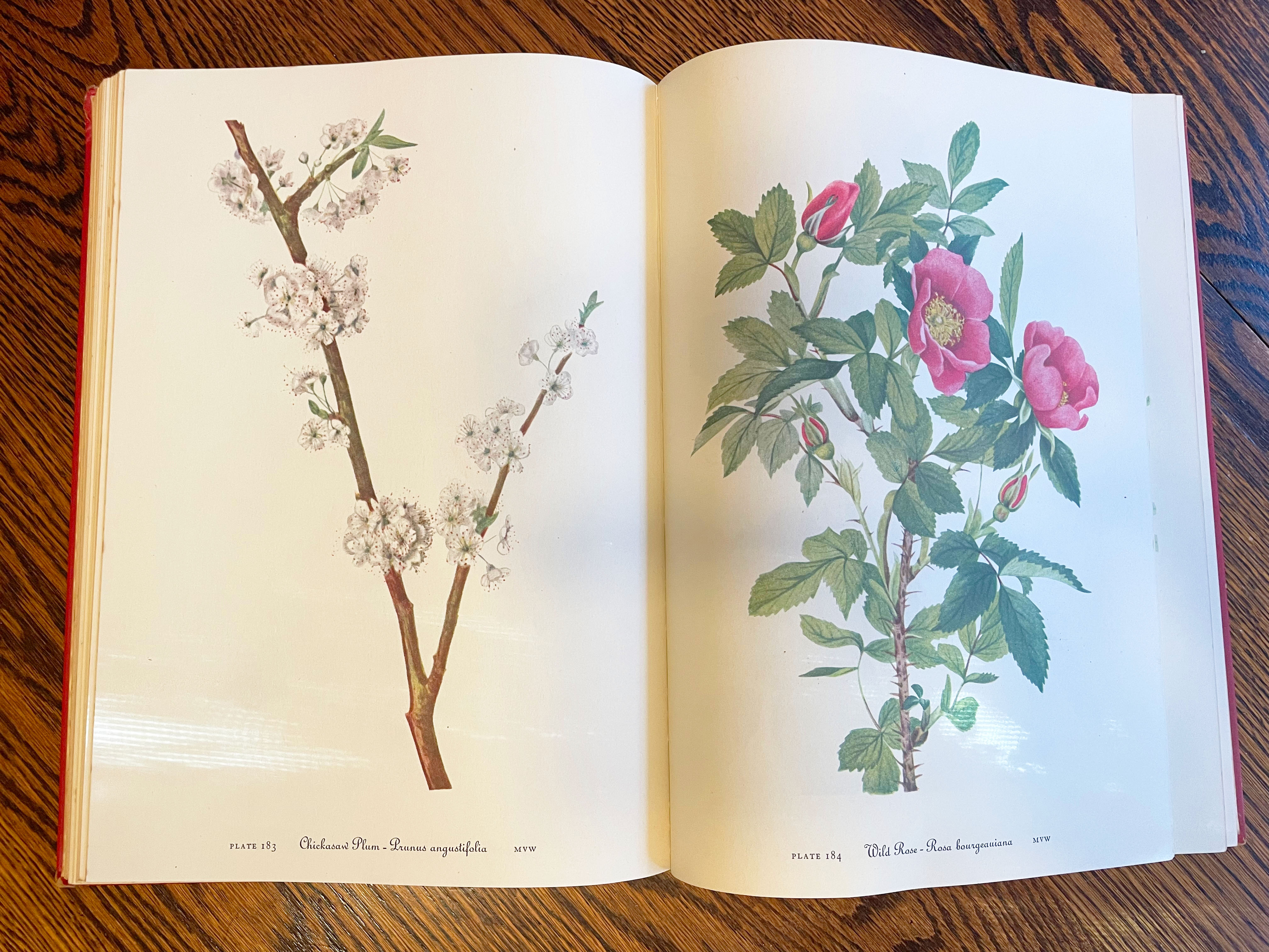 spread showing flower illustrations