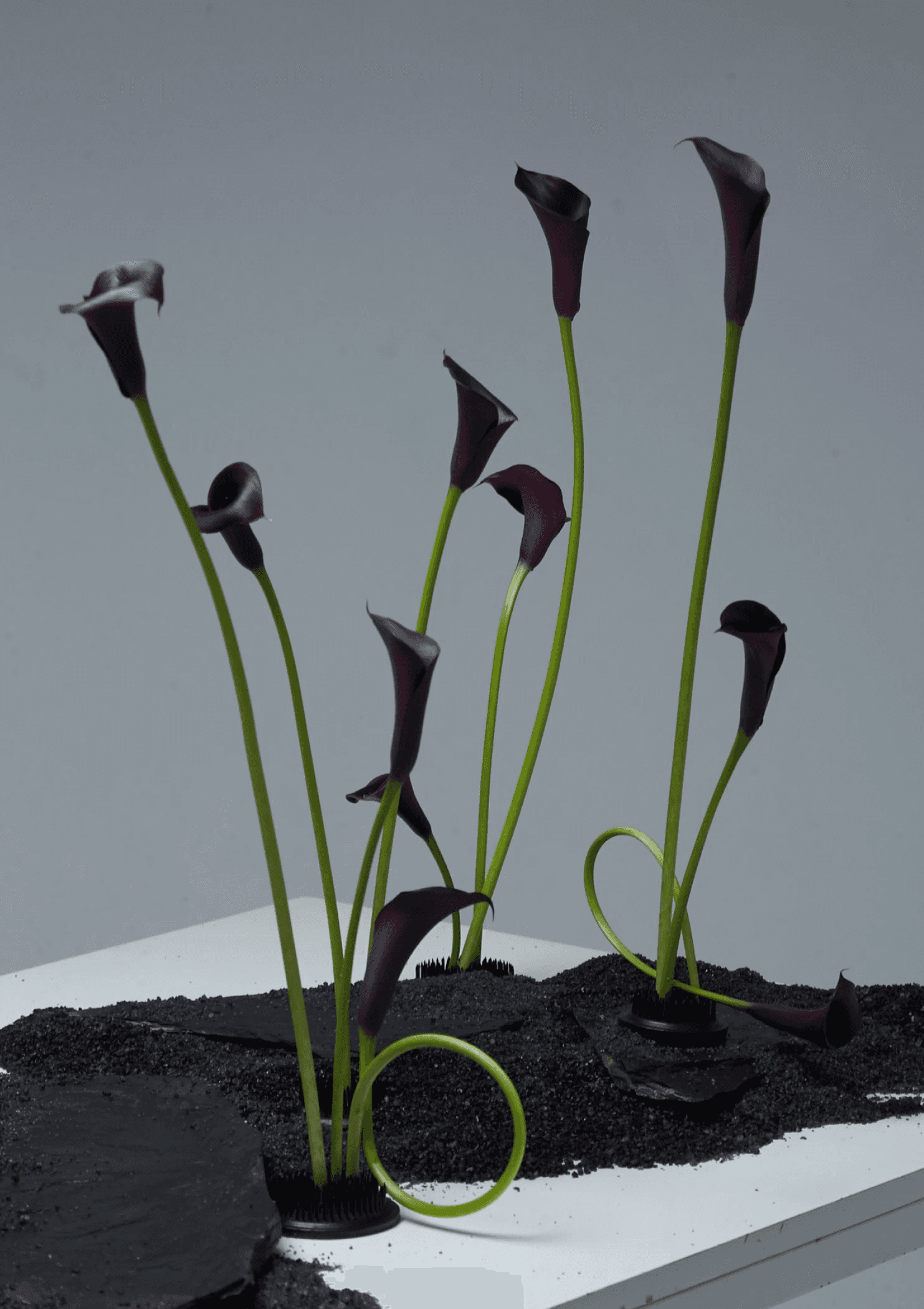 Calas negras de tallo largo en base de arena oscura y piedra.