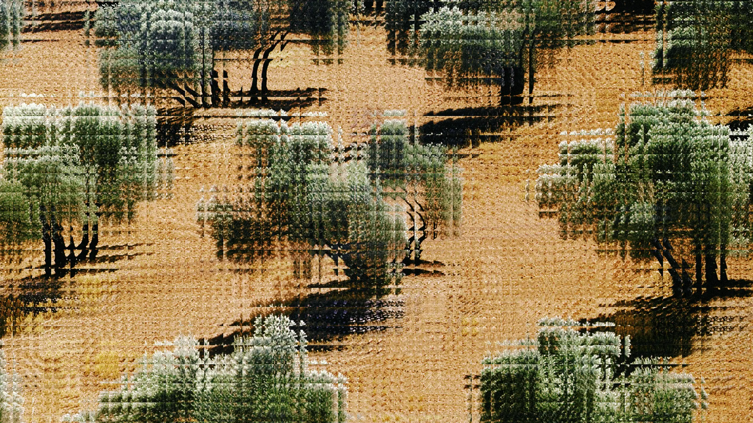 Olive Tree