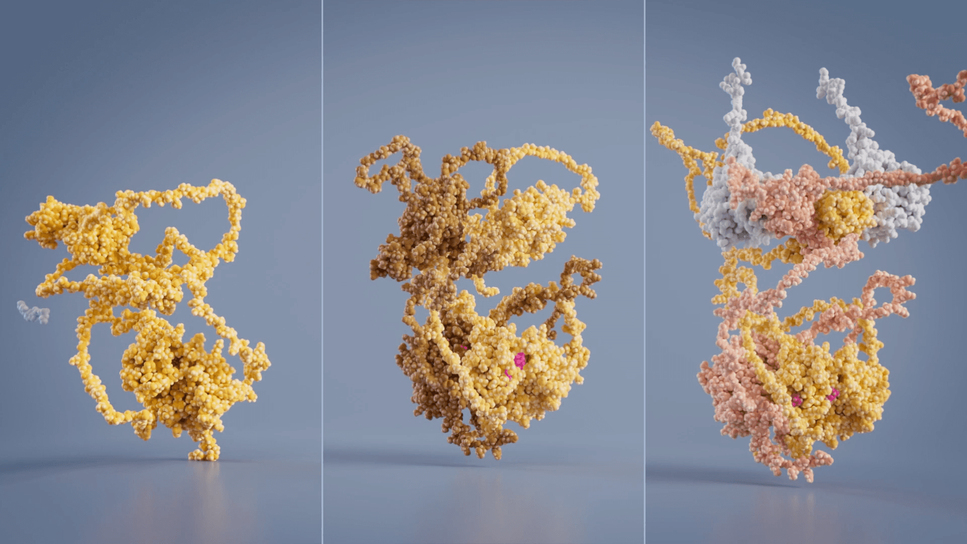 RAS, BRAF, MEK and ERK molecules interact with each other inside the cell cytoplasm