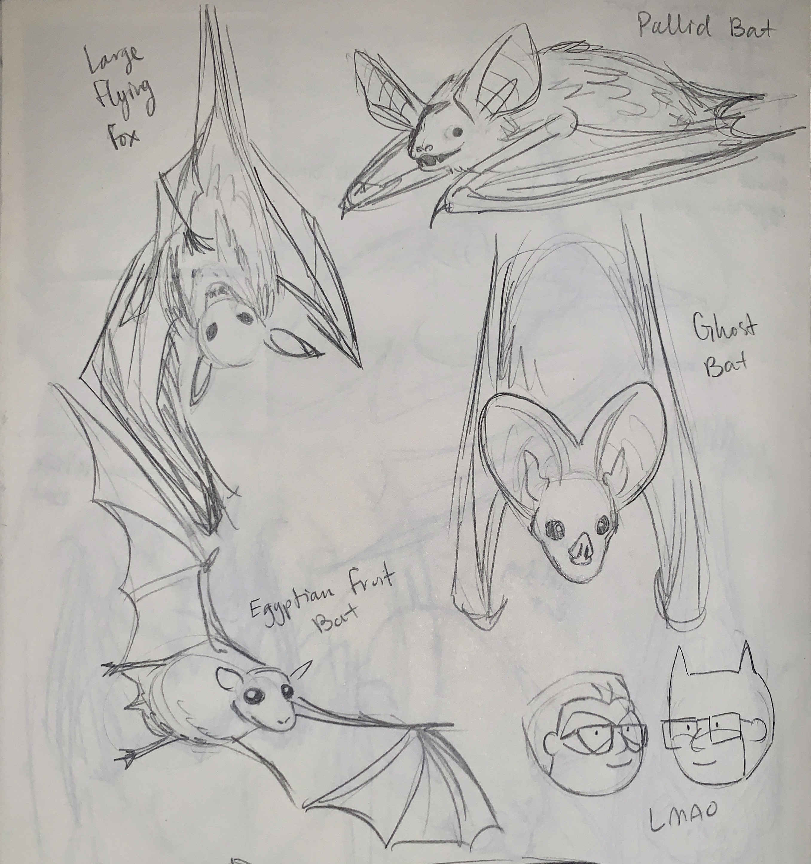 Sketches of four types of bat