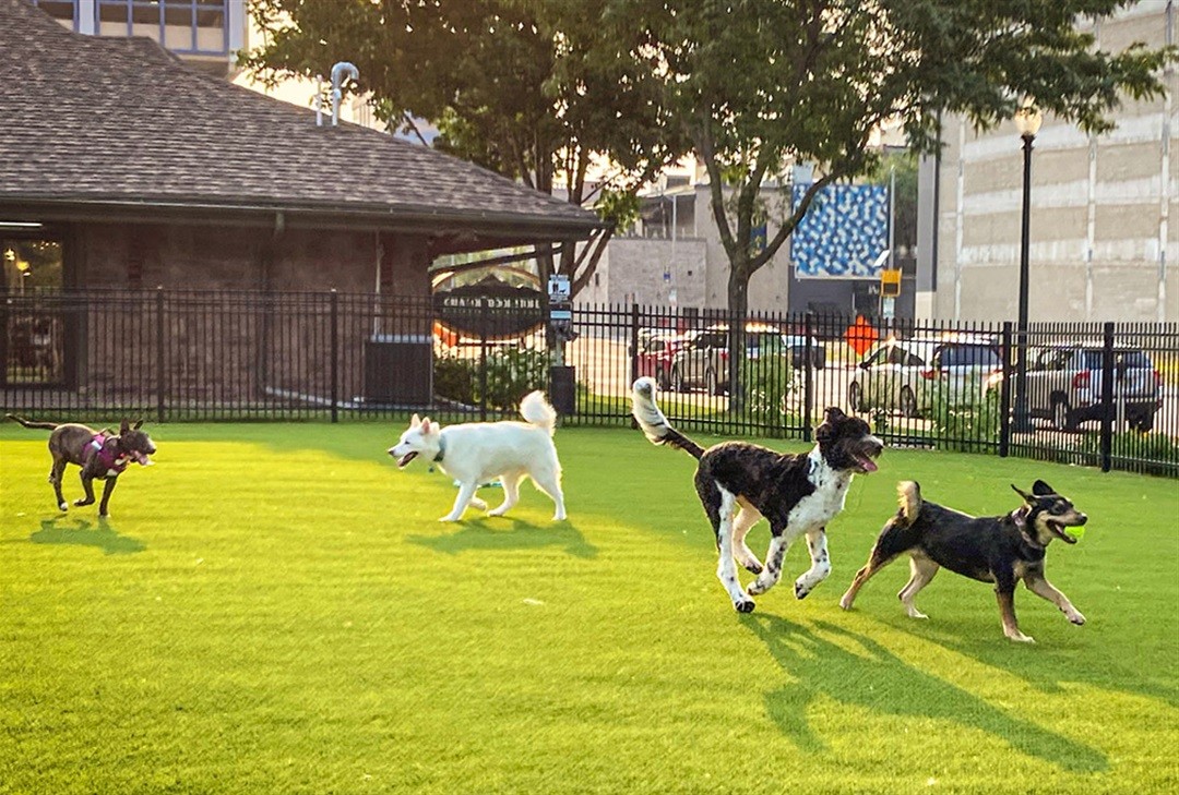 A grassy area with several dogs playing and exploring, surrounded by trees and a building in the background.