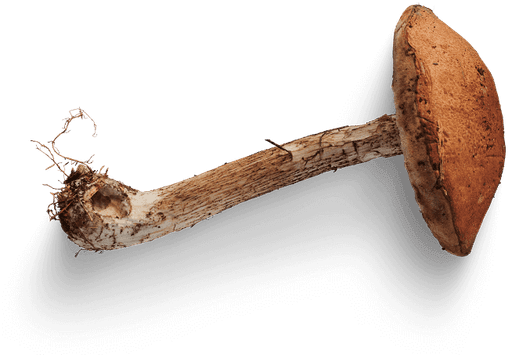 A wild mushroom placed beside decor — symbolizing expansion of consciousness and new perspectives