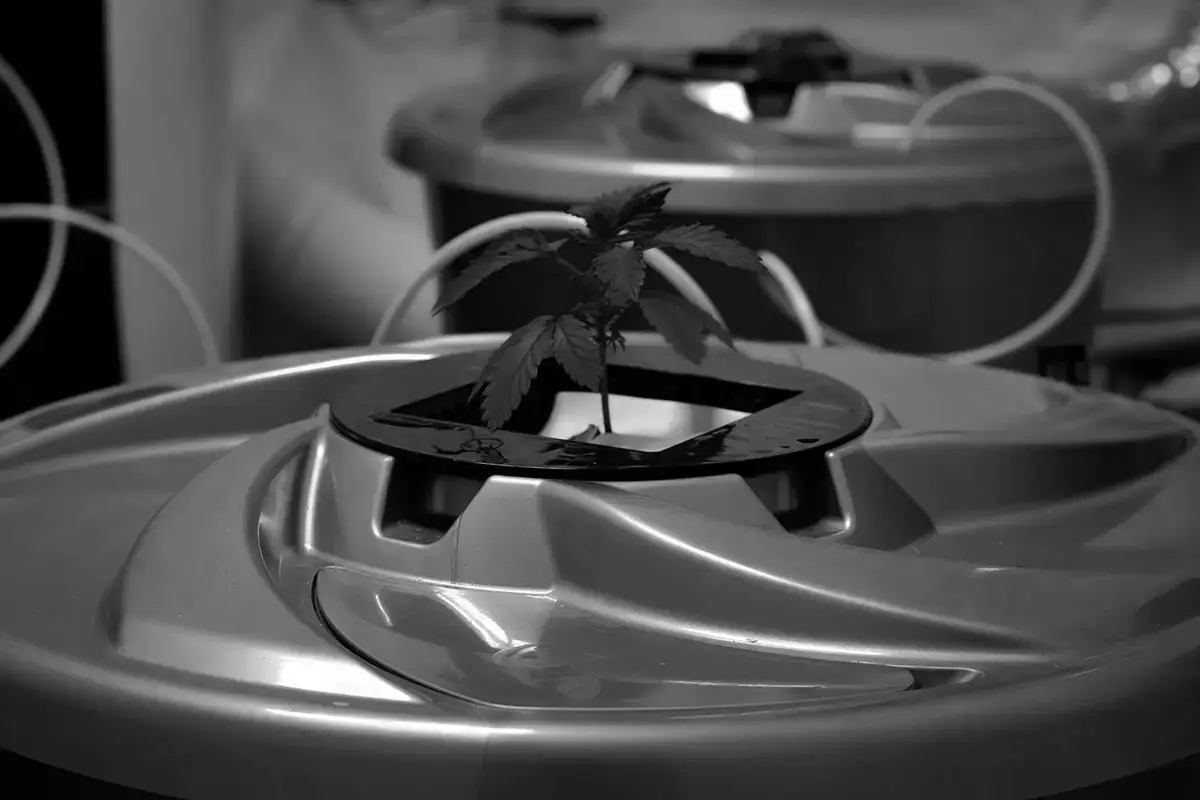 Hydra Unlimited Hydroponics DWC bucket