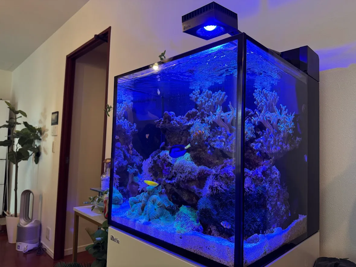 家庭用の角型海水水槽で、青色照明の下にイソギンチャクと複数の海水魚が立体的に配置されている