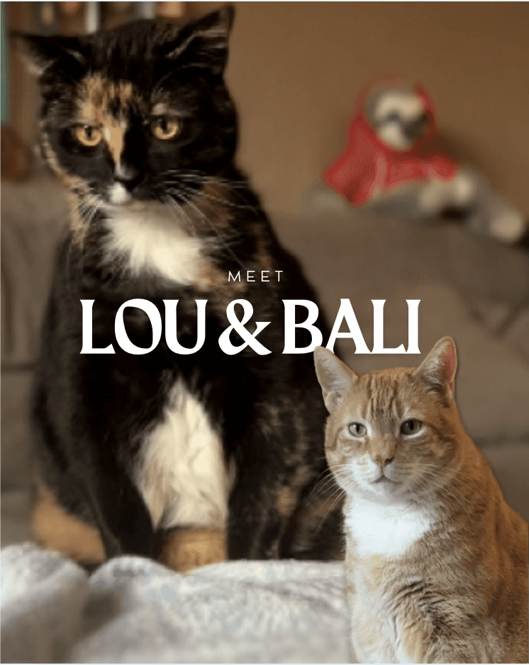 Charlie beim Katzensitting 🥰 Mobile Katzenbetreuung in Hamburg Spiel, Kuscheln und tierpsychologisches Know-how für jede Samtpfote.